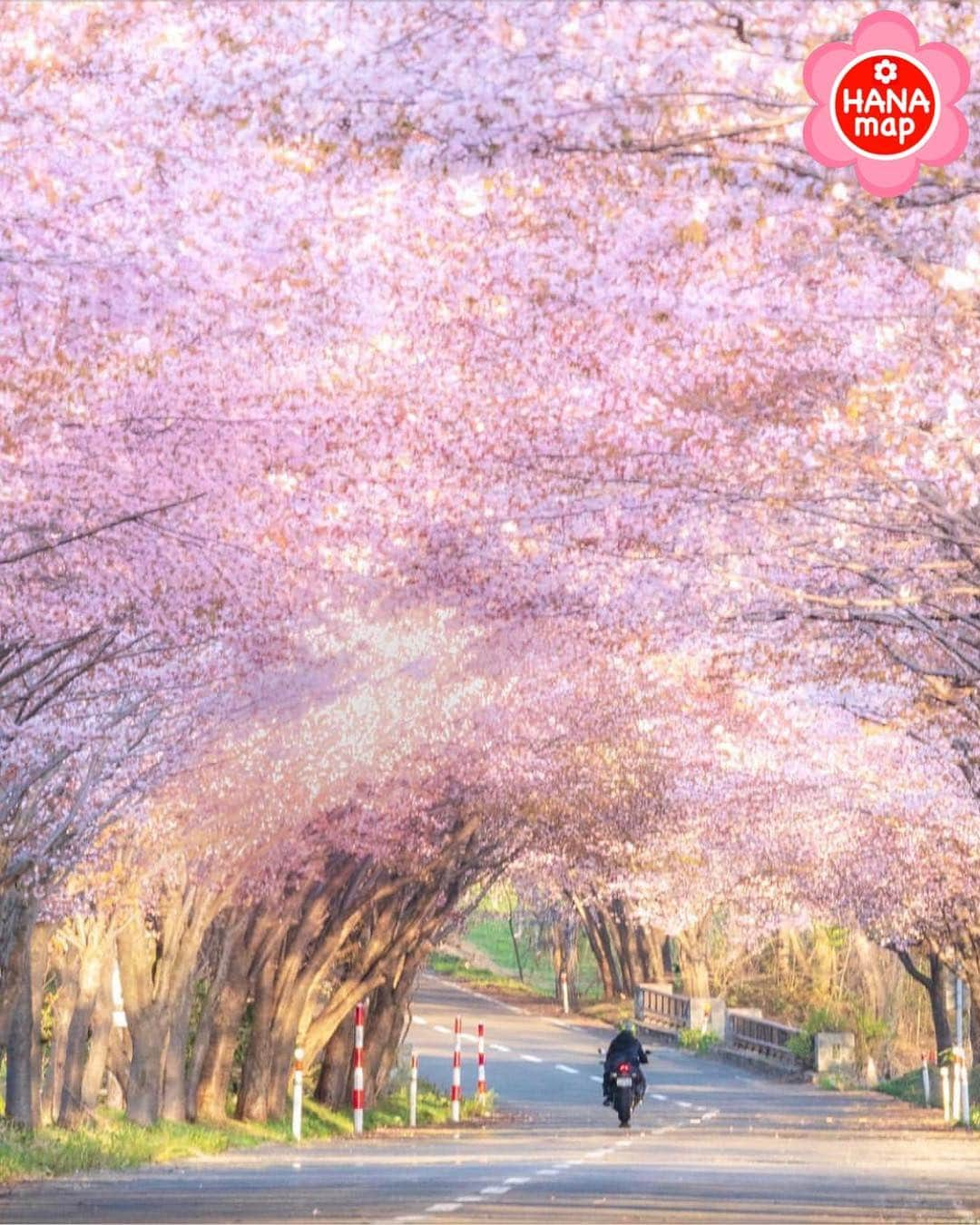 はなまっぷ❁日本の花風景のインスタグラム