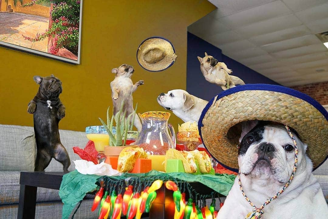 Manny The Frenchieのインスタグラム：「Having a fiesta for @frank_the_funnyfrenchie's birthday! 😂🌶🌮🍹 #cincodemayo」
