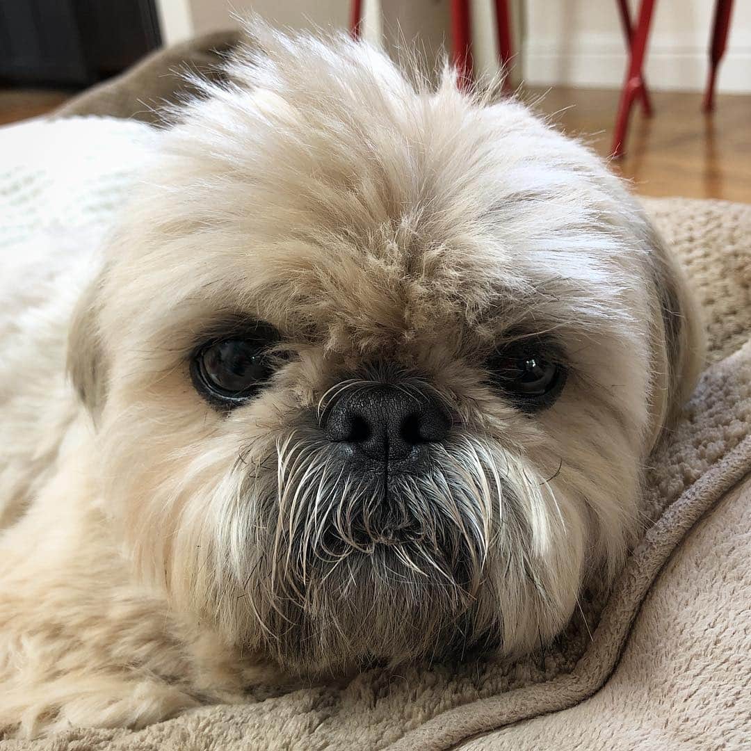 Dougie the Shih Tzuさんのインスタグラム写真 - (Dougie the Shih TzuInstagram)「Little peanut 🥜」5月6日 8時21分 - dailydougie