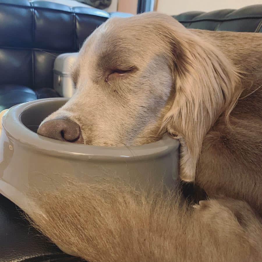 宮前真樹さんのインスタグラム写真 - (宮前真樹Instagram)「#スヤスヤ犬 ドライフード用のお皿を ちょっとソファーに置いてたら 何故か顔を入れて寝てしまった笑  スースー寝息のブタ鼻ちゃん🐽  エルマーさん元気です よくありがちな膀胱炎と ヒートの影響のようです。 水分を沢山摂るよう気をつけつつ ヒートは仕方ないね。  エルマーは2歳過ぎたら去勢する予定 薬の耐性が弱く全身麻酔のリスクも心配と言われているので 様子を見ながらタイミング良き時にと思ってます。 #ワイマラナーロングヘアード  #ワイマラナー1歳  #エルマーの記録 #酔っ払いではない それにしてもソファーがボロボロ😂 #weimaranerlove  #longhairedweimaraner」5月6日 8時28分 - miyamaemaki0116