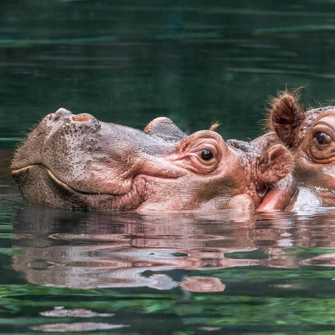 San Diego Zooさんのインスタグラム写真 - (San Diego ZooInstagram)「All Hail Tony of House River Horse, the Twelfth of His Name, The Unfloat, King of the Lost Forest, Hippo Trail and Every Tuesday, Khal of the Great Water Bloat, Protector of the Beach, Breaker of Browse, Son of Funani 🦛 #GOT #TonyTuesday #breakerofbrowse #GameofThrones #sandiegozoo 📷 Craig Chaddock」5月6日 8時37分 - sandiegozoo