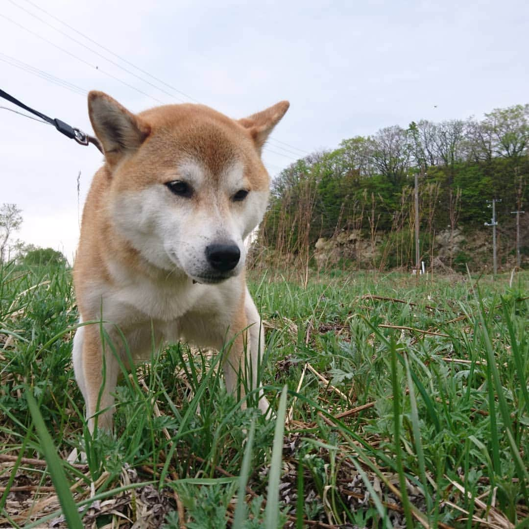 柴犬⭐️サスケさんのインスタグラム写真 - (柴犬⭐️サスケInstagram)「おはわん #柴犬#赤柴#🐶📷 #犬ら部  #ふわもこ部 #わんだフォ #柴北会 #北海道#茶助#pecoいぬ部 #shibagram#shibainu #shibasnap #shibastagram #💩」5月6日 8時41分 - shiba20150405