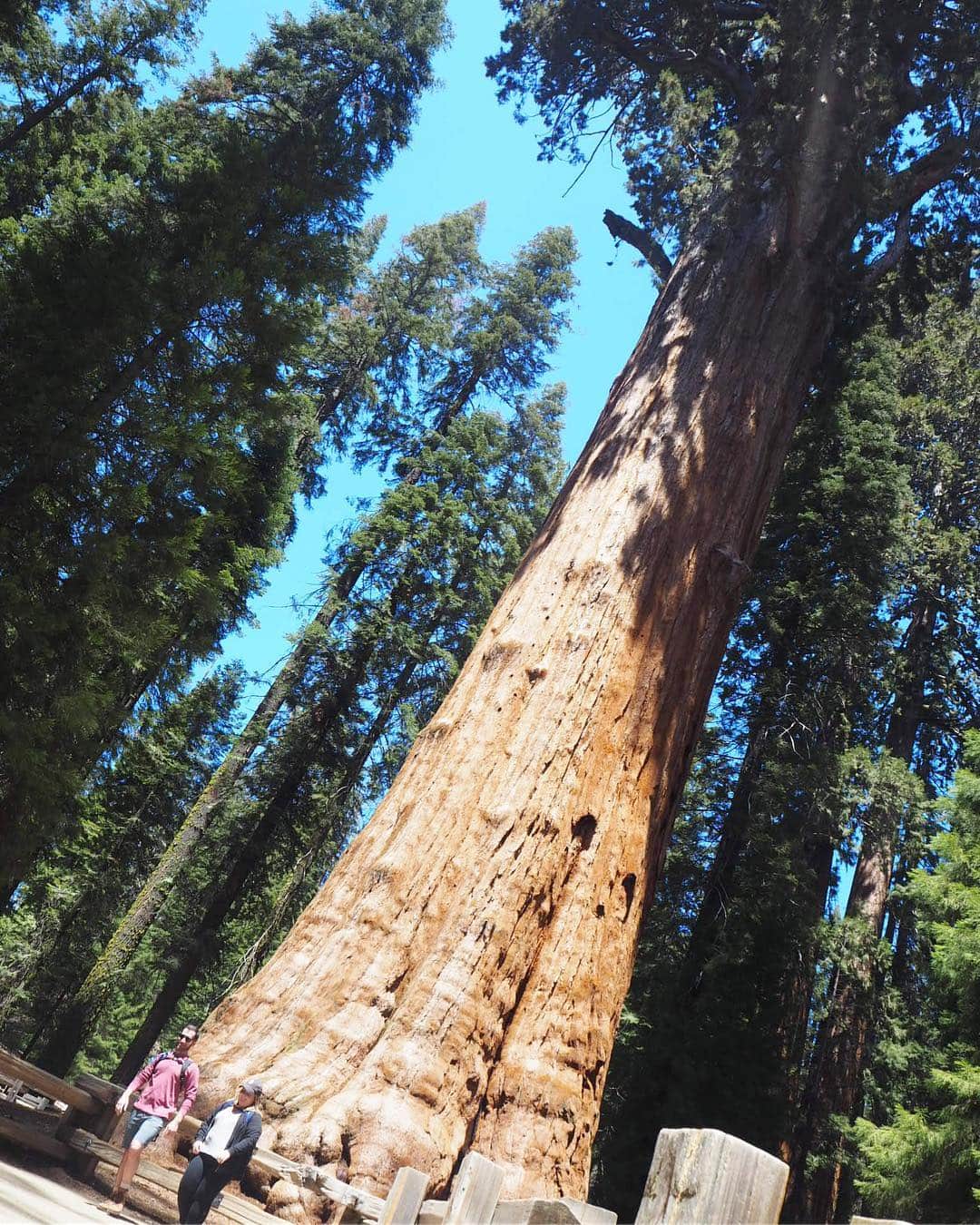 香山ひとみさんのインスタグラム写真 - (香山ひとみInstagram)「#アメリカ生活おでかけ編 セコイア国立公園 . 1、2枚目は、 世界で一番大きな木の【General Sherman】🌳✨ 地球上で最も巨大な生命体と言われています✨ 全長約87m。 周囲は33m。 ここに着くまでは15分ほどのトレッキングになりますが、 遠くからでもわかるほど群を抜いて大きく、圧倒されました🤣✨ ちなみに、日本名は、 【シャーマン将軍の木】。 一気に増すキングダム感。笑 . . まっすぐ大きく伸びるセコイアの木がたくさんある国立公園🌳 自分が小人になったかのような、とてつもなく大きな世界に紛れ込んだ気分になります💕✨ . 雪がまだ少し残っていて、他にも三つほどある名所には行けなかったので、セコイア国立公園を余すことなく見たい方は6月以降が良さそうです😝🌳✨ . .  #セコイア国立公園 #シャーマン将軍の木 #sequoianationalpark #generalsherman . #海外生活 #アメリカ生活  #カリフォルニア生活 #サンフランシスコ旅行 #americalife #Californiallife #sanfranciscotrip #アメリカ生活国内旅行編」5月6日 8時49分 - hitomi.k24