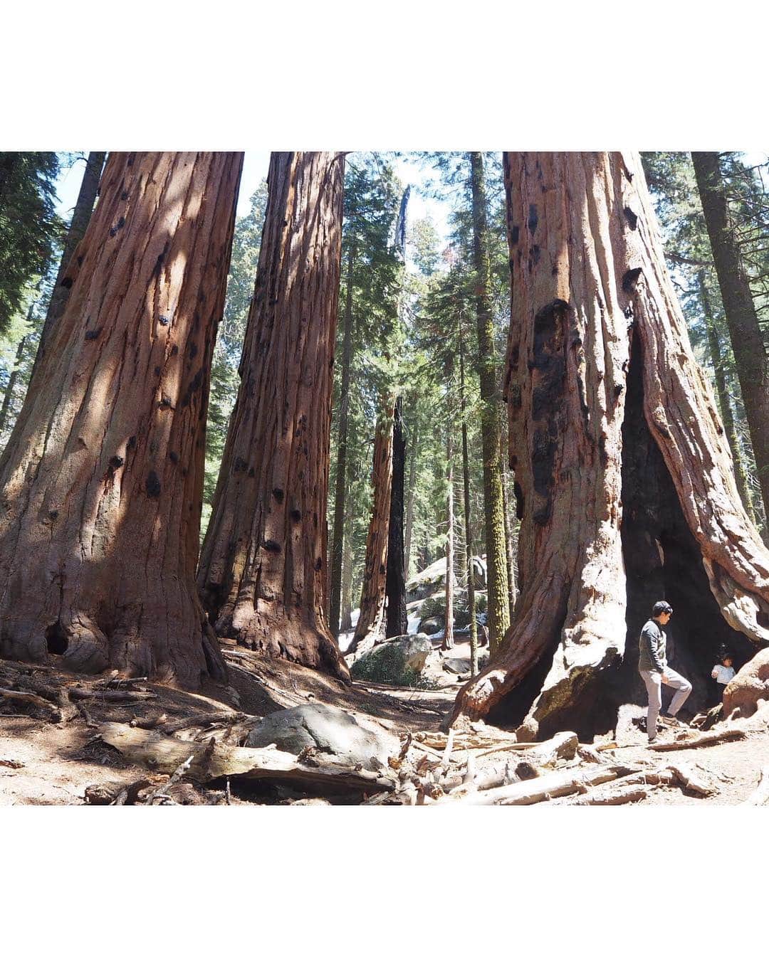 香山ひとみさんのインスタグラム写真 - (香山ひとみInstagram)「#アメリカ生活おでかけ編 セコイア国立公園 . 1、2枚目は、 世界で一番大きな木の【General Sherman】🌳✨ 地球上で最も巨大な生命体と言われています✨ 全長約87m。 周囲は33m。 ここに着くまでは15分ほどのトレッキングになりますが、 遠くからでもわかるほど群を抜いて大きく、圧倒されました🤣✨ ちなみに、日本名は、 【シャーマン将軍の木】。 一気に増すキングダム感。笑 . . まっすぐ大きく伸びるセコイアの木がたくさんある国立公園🌳 自分が小人になったかのような、とてつもなく大きな世界に紛れ込んだ気分になります💕✨ . 雪がまだ少し残っていて、他にも三つほどある名所には行けなかったので、セコイア国立公園を余すことなく見たい方は6月以降が良さそうです😝🌳✨ . .  #セコイア国立公園 #シャーマン将軍の木 #sequoianationalpark #generalsherman . #海外生活 #アメリカ生活  #カリフォルニア生活 #サンフランシスコ旅行 #americalife #Californiallife #sanfranciscotrip #アメリカ生活国内旅行編」5月6日 8時49分 - hitomi.k24