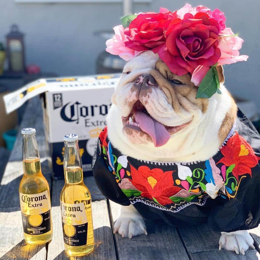 Bodhi & Butters & Bubbahさんのインスタグラム写真 - (Bodhi & Butters & BubbahInstagram)「There ain’t no pawty like a puppy pawty 🎉🐶🍹 . . . . . #cincodemayo #mexico #california #puppy #party #dogsofinstagram #bulldog #smile #bestoftheday #sunday @lunatoona_」5月6日 8時50分 - keonistuff