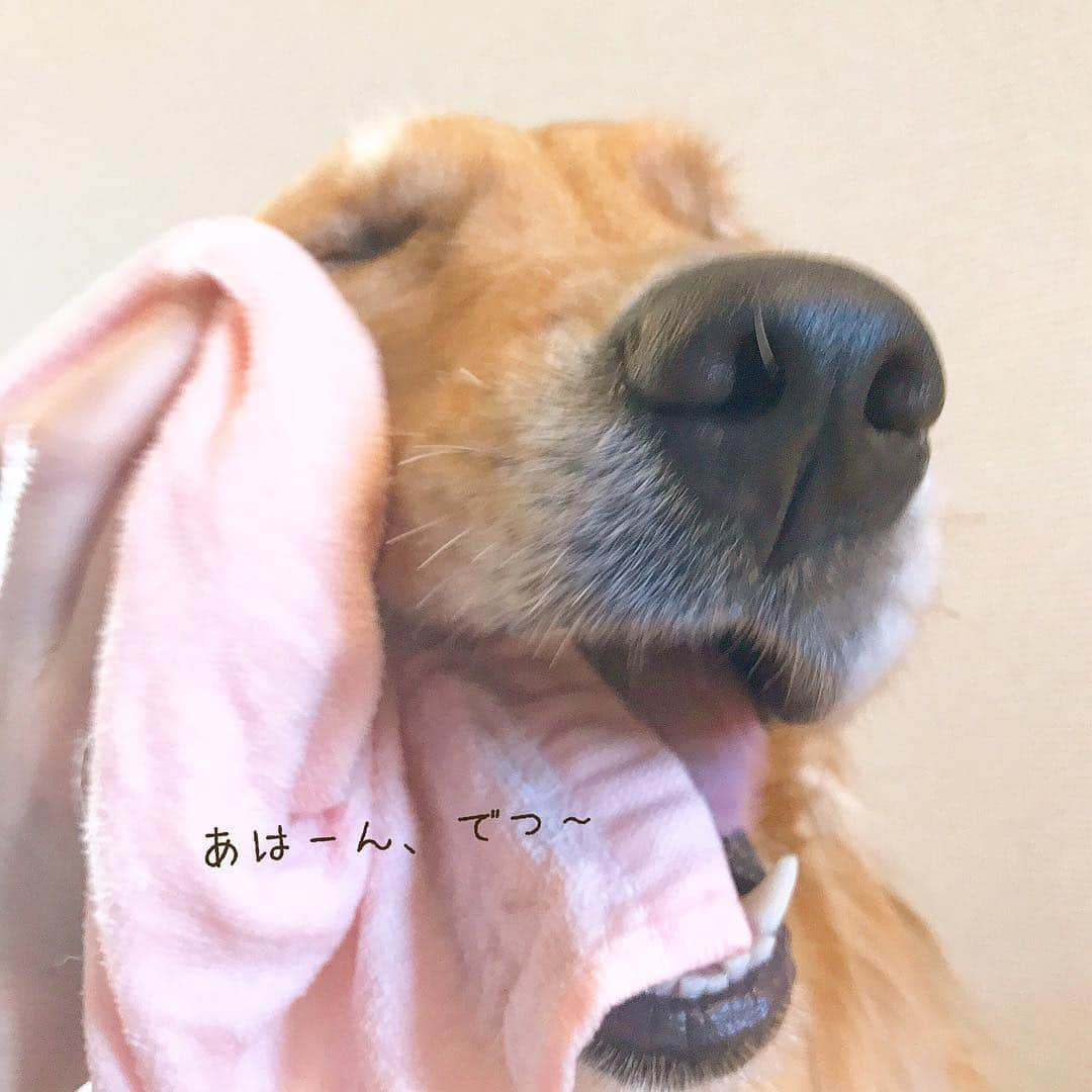 ikumiさんのインスタグラム写真 - (ikumiInstagram)「* * 5/6/2019☀️ . GW最終日になりました。 皆さんの楽しいGWを見ながら 私も一緒に楽しませてもらいました♩ . 我が家は今朝も通常通り。 朝ん歩からの まだ苦手なフキフキtime😂 終わったら朝ごはんだよ〜！ . 令和最初のGW最終日 しっかり楽しんでね〜🎈 * * #goldenretriever#golden#retriver#instadog#instagolden#犬バカ部#ふわもこ部#大型犬のいる暮らし#ぴーすっ子#ヴィヴィの育児日記#1歳10ヶ月#2019年4月」5月6日 9時14分 - ikumi.betty_jupiter