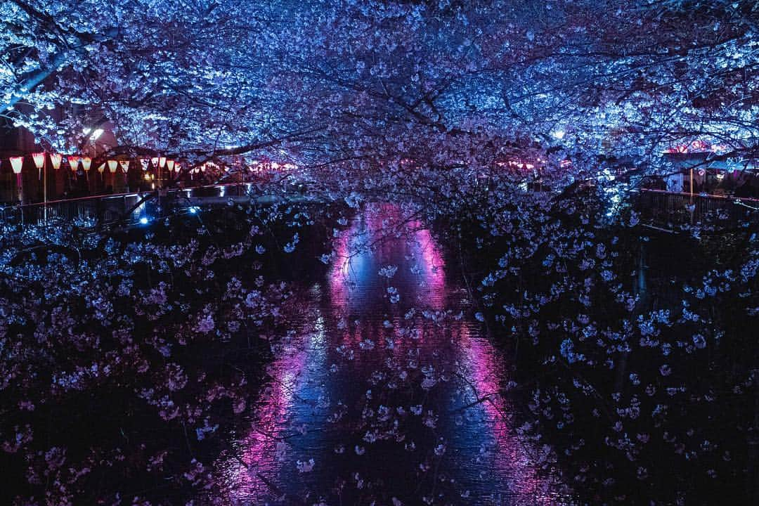 アンドリュー・ドッズさんのインスタグラム写真 - (アンドリュー・ドッズInstagram)「Cherry Blossoms 🌸 Probably one of the most beautiful places to visit in japan. #tokyo #japan #cherryblossom #nakameguro」5月6日 9時08分 - andrew_dodds