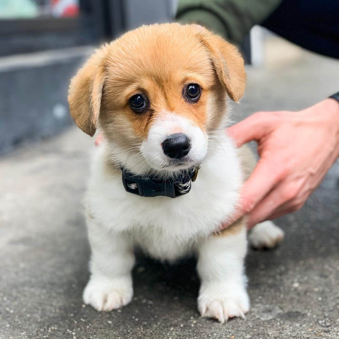 The Dogistさんのインスタグラム写真 - (The DogistInstagram)「Katsu, Pembroke Welsh Corgi (8 w/o), 10th & 3rd Ave., New York, NY • “We got her yesterday. She’s teething. She bites. We named her after our favorite honeymoon meal.” @itskatsuthecorgi」5月6日 9時24分 - thedogist