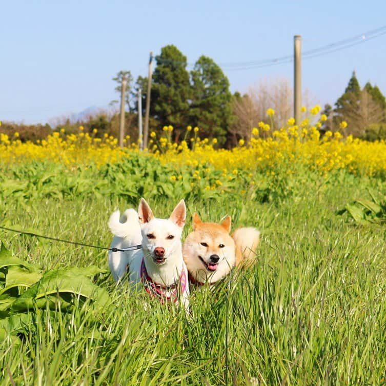 柴犬ハル&保護犬すずさんのインスタグラム写真 - (柴犬ハル&保護犬すずInstagram)「🌻 . 「おかーしゃーんーー！ これが本当の、 お花畑だねーー！🌻」 . #そうです #こちらが本家です #ハルずずお花畑シリーズ  #これは偽物のお花畑です #ハルの顔が丸すぎる . #柴犬#柴#kagoshima#dog#puppy#shibainu#shibastagram#いぬバカ部#family#鹿児島#赤柴#雑種#天文館#日本犬#保護犬を家族に#花#花畑#鹿児島愛最強写真展」5月6日 9時51分 - haruharu040777