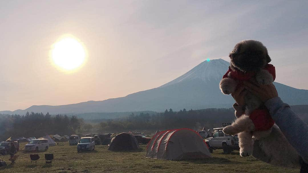 いぶそらさんのインスタグラム写真 - (いぶそらInstagram)「#goodmorning  #楽しかった 🏕 #camping  #ふもとっぱら  #goodtime ※  無事に帰宅しました😃1日目は、夕方から19時くらい❓まで雷雨に見舞われ😆⚡️どうなることかと思いましたが💦いぶきも雷に強い子で、いびきかいて寝てくれていて安心でした💖夜には、満天の星空もみれて幸せ〜⭐️🌟⭐️ 翌日は、富士ミルクランドへ行き、牛さんや羊さん🐑など触れ合いましたが🙄いぶきは、ワンコさん以外には興味ないようで😂でも、無料ではいれるし、芝生の広い公園もあるから、おススメです😍 今日で長かったようで短いGW終わりかと思うと、なんか寂し〜😭 今日も、素敵な時間をお過ごしください💐 Have a good time💝💝💝」5月6日 10時07分 - ku_ibusora