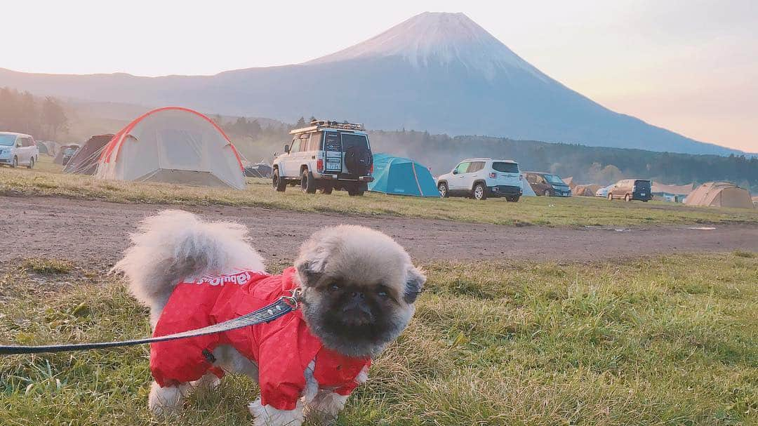 いぶそらさんのインスタグラム写真 - (いぶそらInstagram)「#goodmorning  #楽しかった 🏕 #camping  #ふもとっぱら  #goodtime ※  無事に帰宅しました😃1日目は、夕方から19時くらい❓まで雷雨に見舞われ😆⚡️どうなることかと思いましたが💦いぶきも雷に強い子で、いびきかいて寝てくれていて安心でした💖夜には、満天の星空もみれて幸せ〜⭐️🌟⭐️ 翌日は、富士ミルクランドへ行き、牛さんや羊さん🐑など触れ合いましたが🙄いぶきは、ワンコさん以外には興味ないようで😂でも、無料ではいれるし、芝生の広い公園もあるから、おススメです😍 今日で長かったようで短いGW終わりかと思うと、なんか寂し〜😭 今日も、素敵な時間をお過ごしください💐 Have a good time💝💝💝」5月6日 10時07分 - ku_ibusora