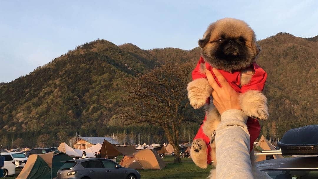 いぶそらさんのインスタグラム写真 - (いぶそらInstagram)「#goodmorning  #楽しかった 🏕 #camping  #ふもとっぱら  #goodtime ※  無事に帰宅しました😃1日目は、夕方から19時くらい❓まで雷雨に見舞われ😆⚡️どうなることかと思いましたが💦いぶきも雷に強い子で、いびきかいて寝てくれていて安心でした💖夜には、満天の星空もみれて幸せ〜⭐️🌟⭐️ 翌日は、富士ミルクランドへ行き、牛さんや羊さん🐑など触れ合いましたが🙄いぶきは、ワンコさん以外には興味ないようで😂でも、無料ではいれるし、芝生の広い公園もあるから、おススメです😍 今日で長かったようで短いGW終わりかと思うと、なんか寂し〜😭 今日も、素敵な時間をお過ごしください💐 Have a good time💝💝💝」5月6日 10時07分 - ku_ibusora