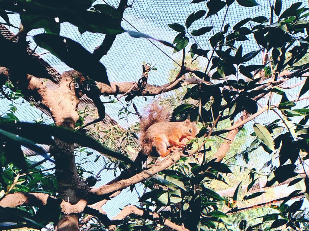 秋山ゆずきのインスタグラム：「. . #リス 🐿 みてきた❤ #動物園 #リス #🐿 #くるみ食べてる #小動物 #動物好き #動物好きな人と繋がりたい」