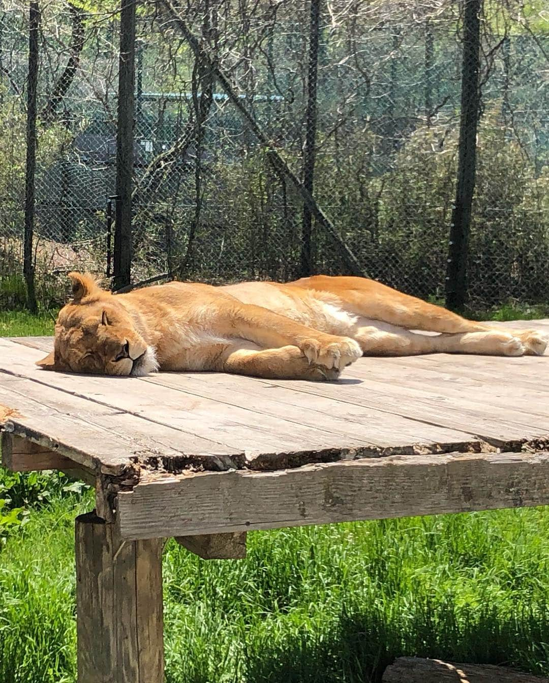 源崎トモエさんのインスタグラム写真 - (源崎トモエInstagram)「那須サファリパーク🦁🐯🦒🦓🐘 . 家族で那須サファリパークへ✨ 動物達に直接触れ合えて癒された～☺️ 動物やっぱりすごい好き🥰 . #那須サファリパーク #那須 #休日 #家族」5月6日 10時20分 - ggeenn1119