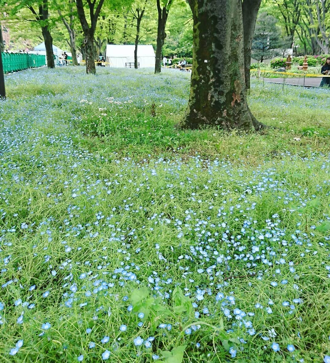 春花きららさんのインスタグラム写真 - (春花きららInstagram)「先日  母と日比谷公園へ 現役中、東京宝塚劇場には通ってたけど、意外とちゃんとまわったことなかった。 お天気もよくてお散歩日よりでした。 お花っていいなー。 歳を重ねると色々なものの見方が変わってくる。 そして変わらないのは薔薇が一番好きということ。  #日比谷公園 #hibiyakadan  #薔薇 #バラ #rose  #素敵な一時  #お散歩」5月6日 11時42分 - maiko_kirara