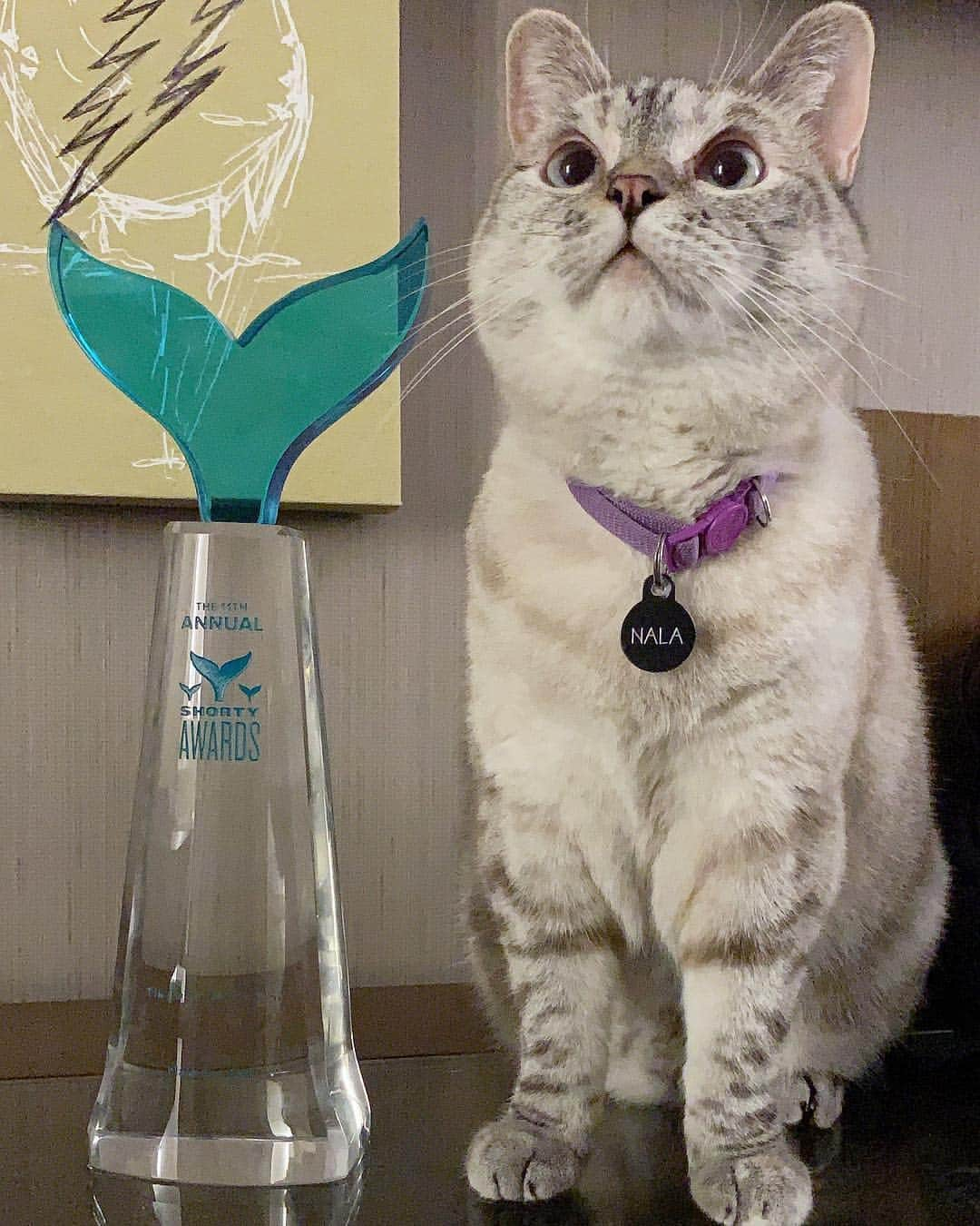 nala_catさんのインスタグラム写真 - (nala_catInstagram)「I am so honored to receive this award! Everything I create, I do to make you smile and feel loved. My community means the world to me so I’m sharing this award with YOU! WE did it! WE are TikToker of the year! Cheers to you, me, and OUR accomplishment! I love you so much! @shortyawards thank you for making dreams come true! @tiktok community, thank you for welcoming me with open arms.」5月6日 11時55分 - nala_cat