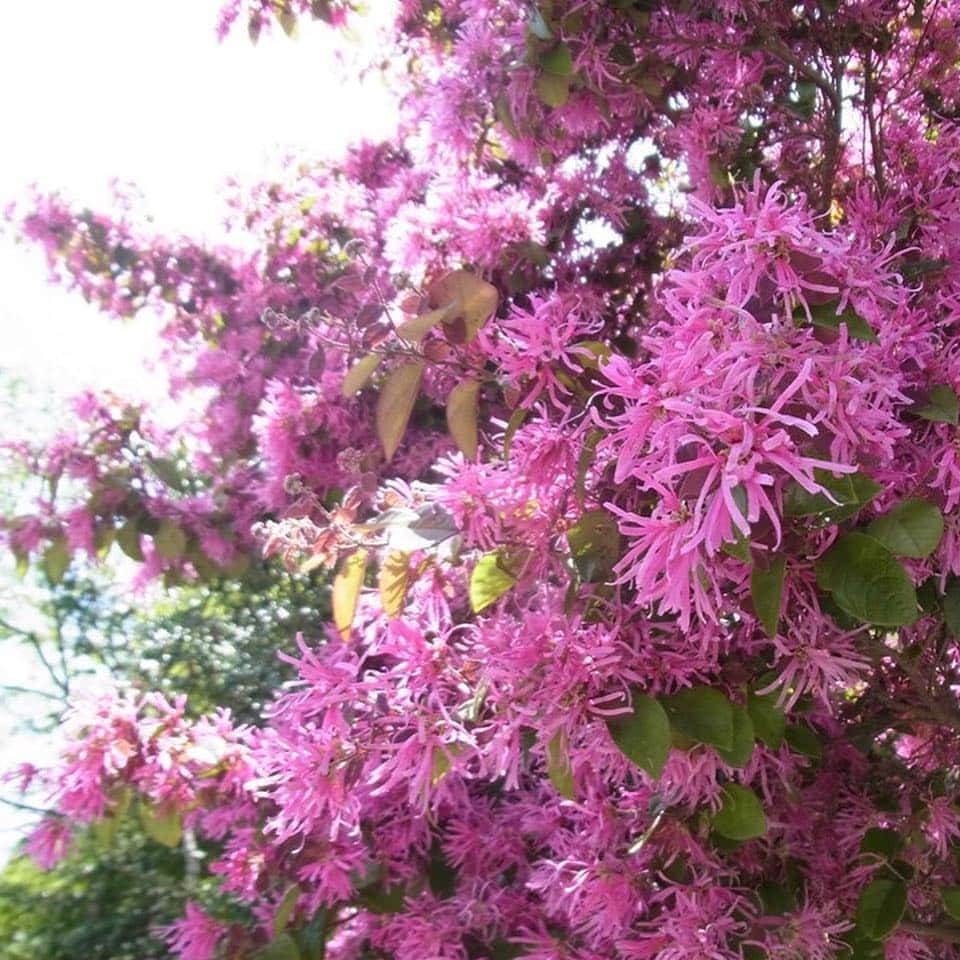 小嶋晶子のインスタグラム：「It's lovely weather today.☀️」