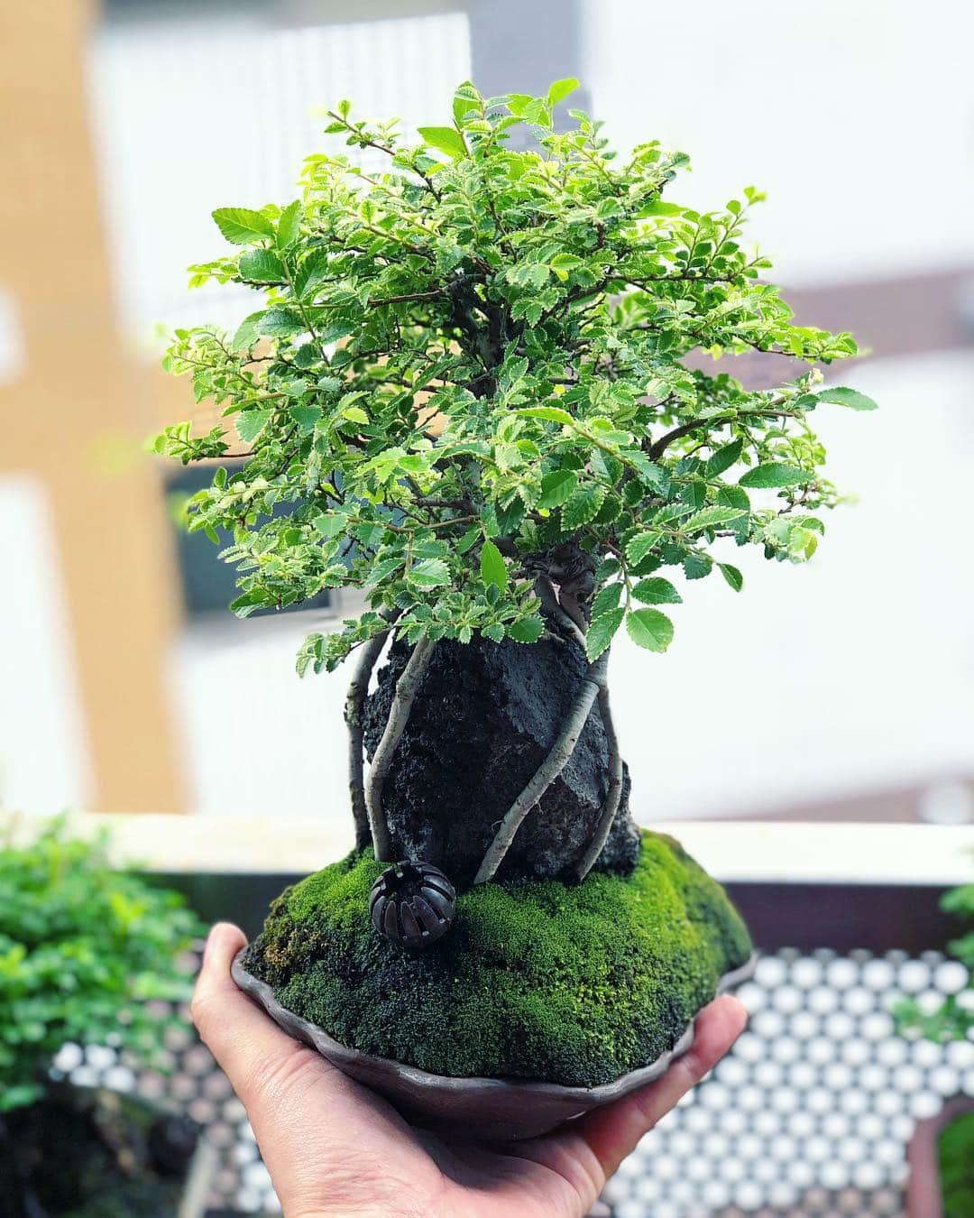 金成公信のインスタグラム：「ニレケヤキ。石付き。新緑が美しい。#盆栽 #bonsai #ニレケヤキ #石付き盆栽 #bonsaijapan #japanesebonsai #tree #plants #nirekeyaki #chineseelm #lacebarkelm #chinesischeulme #rockbonsai #石付き #moss #苔 #wabisabi #groot」