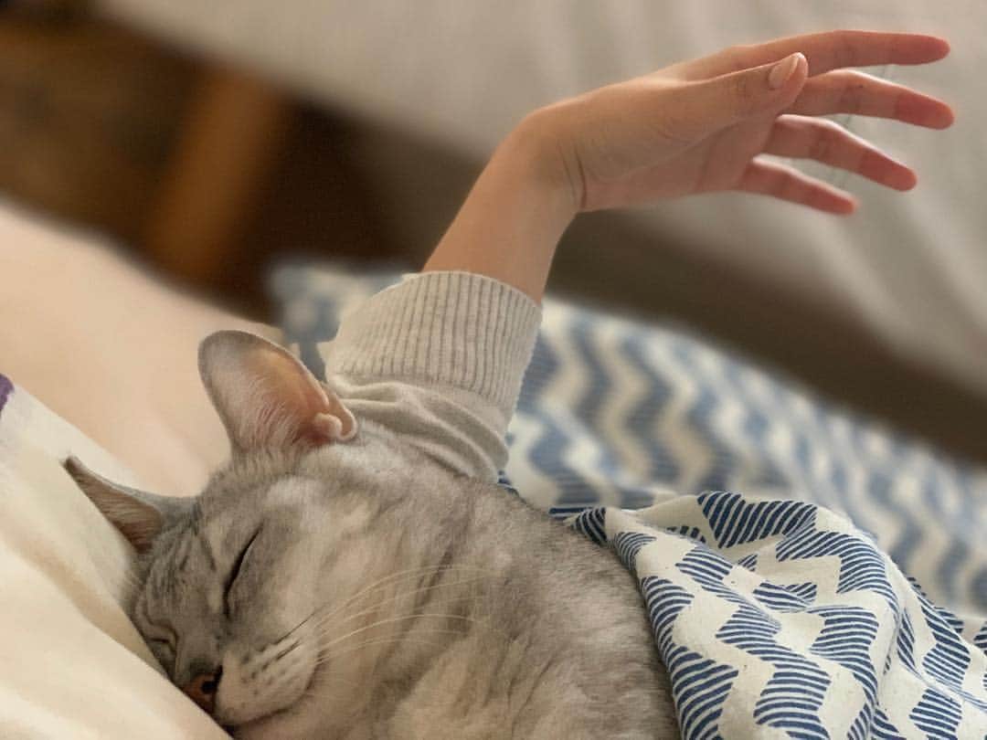 本間愛花さんのインスタグラム写真 - (本間愛花Instagram)「腕まくらの様子を撮ったら 左手が変なことになっていた。 おはよう〜 もうおひるですよ〜 #cat #ginjiro #sharetwitter」5月6日 12時12分 - aikahonma
