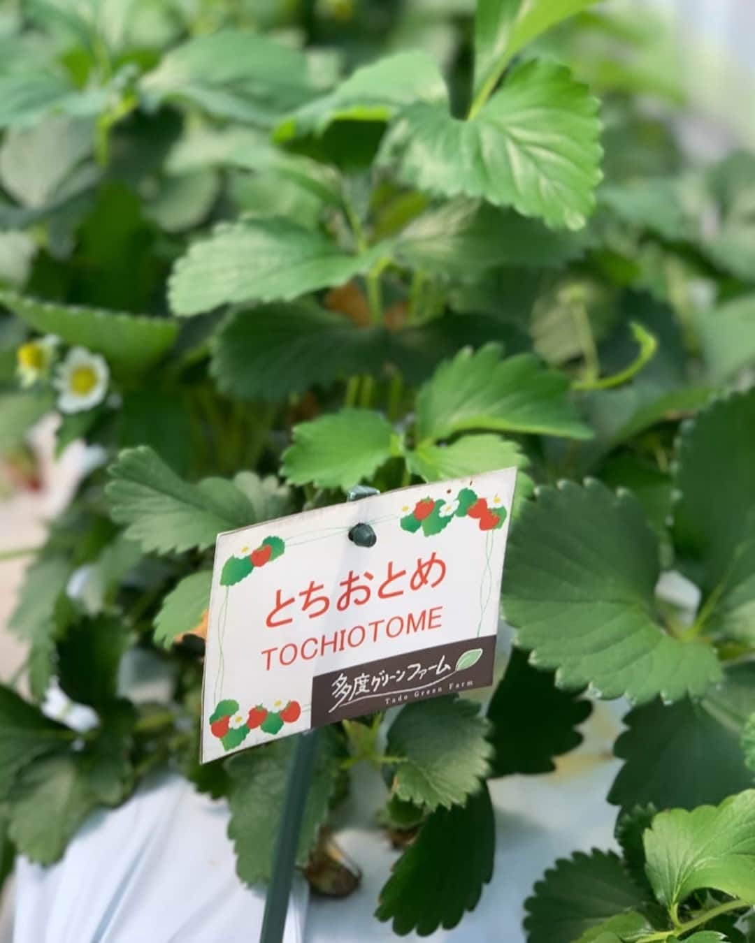 内田朝陽さんのインスタグラム写真 - (内田朝陽Instagram)「🍓」5月6日 12時32分 - asahi_uchida