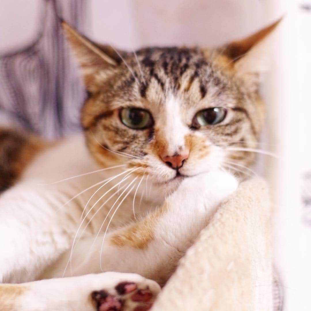 Kachimo Yoshimatsuさんのインスタグラム写真 - (Kachimo YoshimatsuInstagram)「おはようカステラちゃん! Good Morning Castella-chan! #uchinonekora #castella #neko #cat #catstagram #kachimo #猫 #ねこ #うちの猫ら http://kachimo.exblog.jp」5月6日 12時39分 - kachimo