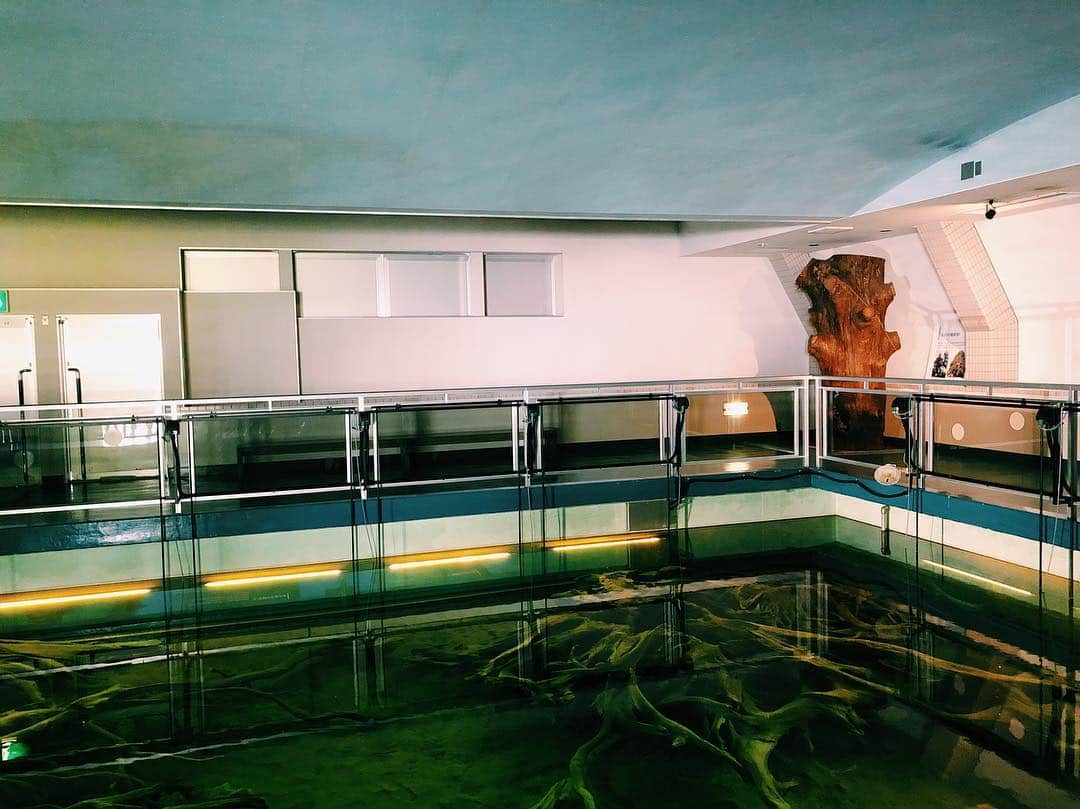 南波志帆さんのインスタグラム写真 - (南波志帆Instagram)「魚津埋没林博物館にも行きましたが、とってもクールで惚れ惚れしました…！渋かった…！ #gw #toyama」5月6日 23時37分 - nanbashiho