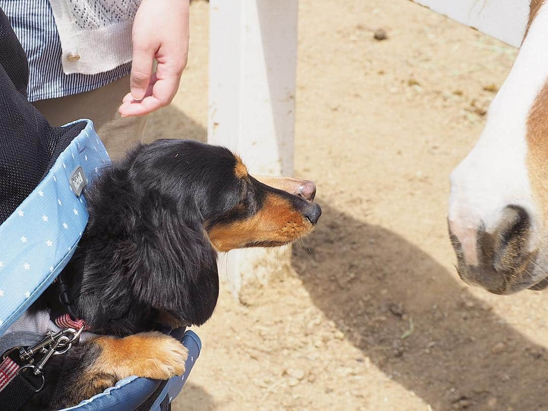 Sora Momoさんのインスタグラム写真 - (Sora MomoInstagram)「ワールド牧場に行ってきたよ🐶🐾 〜もも編〜 ☺︎ 今日は超ビビリももにしては積極的 そらと違って抱っこされながらだけどくんくんしてご挨拶 ヤギさんの方がももに興味津々😂 ☺︎ お馬さんもお姉ちゃんが撫でてる隙にくんくん ☺︎ 豚さん大きいのに自分からくんくんしに行きました ももがちっちゃい😆 ☺︎ お昼はバーベキュー カートの中からずーっとお肉をガン見のもも😅 ☺︎ 最後は仲良しのお馬さん お互いに背中を掻いてあげてるみたい 色がそらももみたいだなぁって😊 ☺︎ #動物さんこんにちは#勇気を出して#控えめにご挨拶#ちょっとこわいけど#くんくんしてみたい#くんくんする前後の表情が笑える#意外にワンワンするのは#わんこと人にだけ#動物さんには吠えない#いいのか悪いのか#ご挨拶より食べる方がいい#仲良しなお馬さん#ワールド牧場 #ダックス#ミニチュアダックス #dachshund #miniaturedachshund」5月6日 22時14分 - teratera_sorapu_