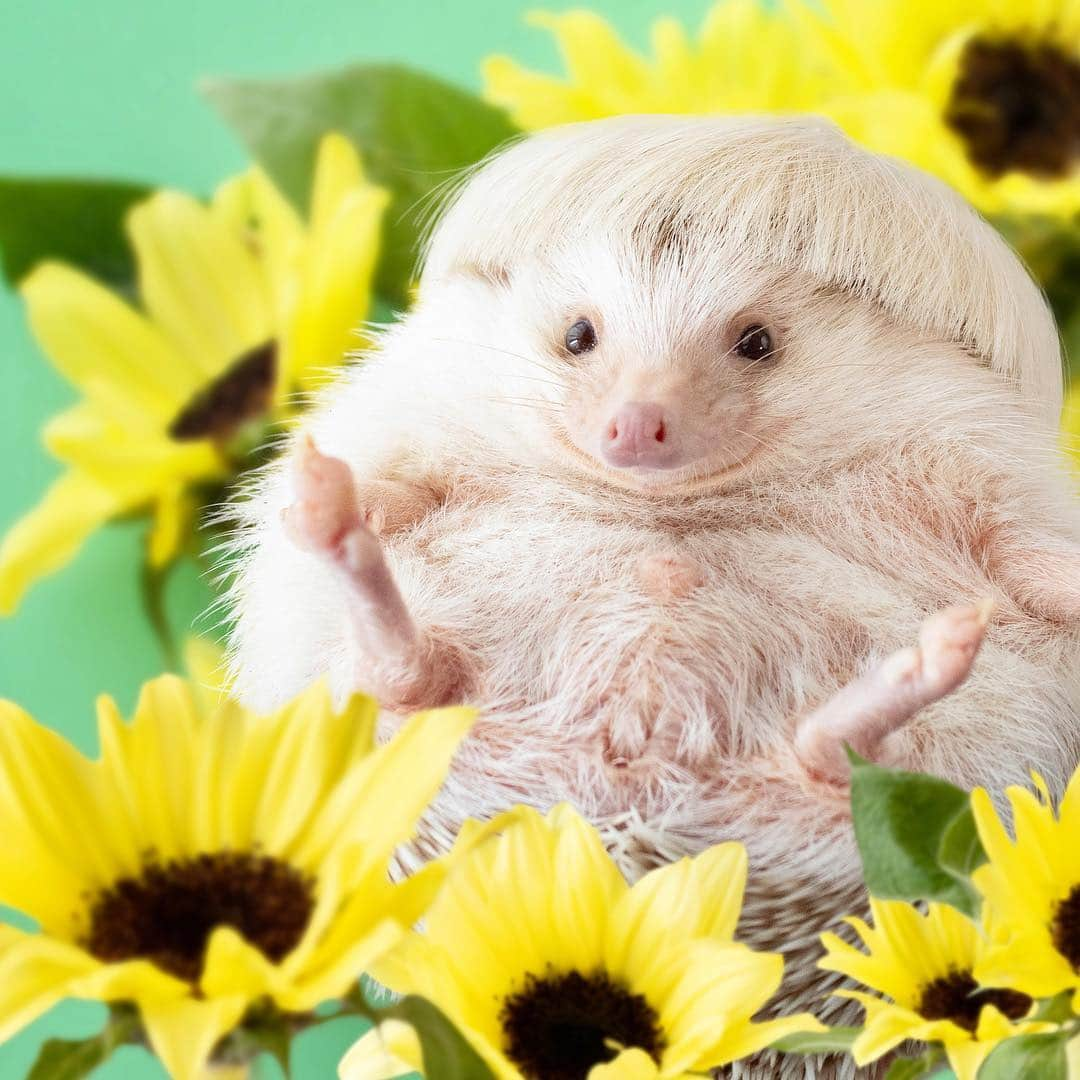 ダーシーさんのインスタグラム写真 - (ダーシーInstagram)「In the sunflower field🦔🦔🌻✨ ・ ・ ・ 笑い声が聞こえてきそうな😊🦔✨ 双子ショパンシリーズ、けっこう好き🤣」5月6日 22時31分 - darcytheflyinghedgehog