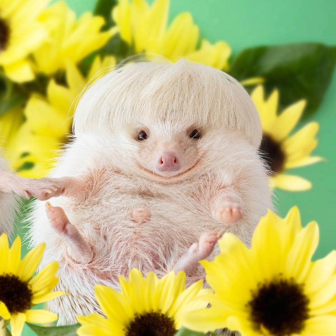 ダーシーさんのインスタグラム写真 - (ダーシーInstagram)「In the sunflower field🦔🦔🌻✨ ・ ・ ・ 笑い声が聞こえてきそうな😊🦔✨ 双子ショパンシリーズ、けっこう好き🤣」5月6日 22時31分 - darcytheflyinghedgehog