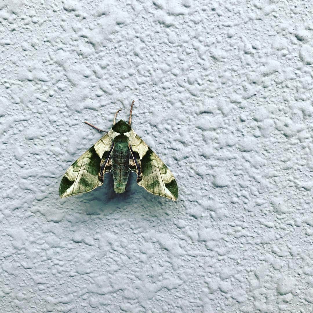 本多哲郎さんのインスタグラム写真 - (本多哲郎Instagram)「玄関の壁にて  迷彩模様の蛾  かっこよかったので1枚」5月6日 22時52分 - hane_tetsu