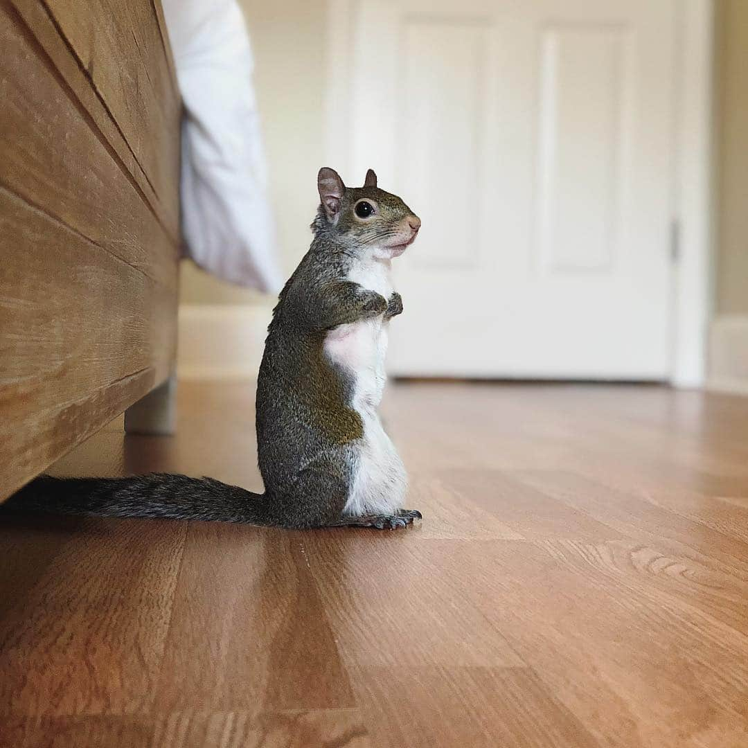 Jillさんのインスタグラム写真 - (JillInstagram)「Every morning Jill oversees the making of the bed. . #petsquirrel #squirrel #squirrels #squirrellove #squirrellife #squirrelsofig #squirrelsofinstagram #easterngreysquirrel #easterngraysquirrel #ilovesquirrels #petsofinstagram #jillthesquirrel #thisgirlisasquirrel #littlehelper #makethebed #meerkatmonday」5月6日 22時58分 - this_girl_is_a_squirrel