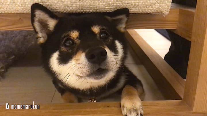 まめ丸のインスタグラム：「* * えっ💦 『ごーるでんういーく』もうおわりなの🐶❓ --------------------------------- GW最終日にイナバウアーしちゃったお話で ブログかいたよ🐶💓 * Good night🐶⭐️ --------------------------------- I updated my blog🐶💓 The URL is in my profile. Please visit it if you have time❣️ * #明日からまたおるすばんがんばる🐶💪 #ソファの下のまめ丸 シリーズ ぼくの小判つき首輪は #楽天roomに載せてます * #柴犬#豆柴#柴#黒柴#犬#しばいぬ#shiba#shibainu#shibastagram#shibadog#puppy#instadog#dogstagram#dog#instashiba#petstagram#pet#cutepetclub#강아지#멍스타그램#boopthesnoot#doglover#ilovemydog#weeklyfluff#roomインフルエンサー」