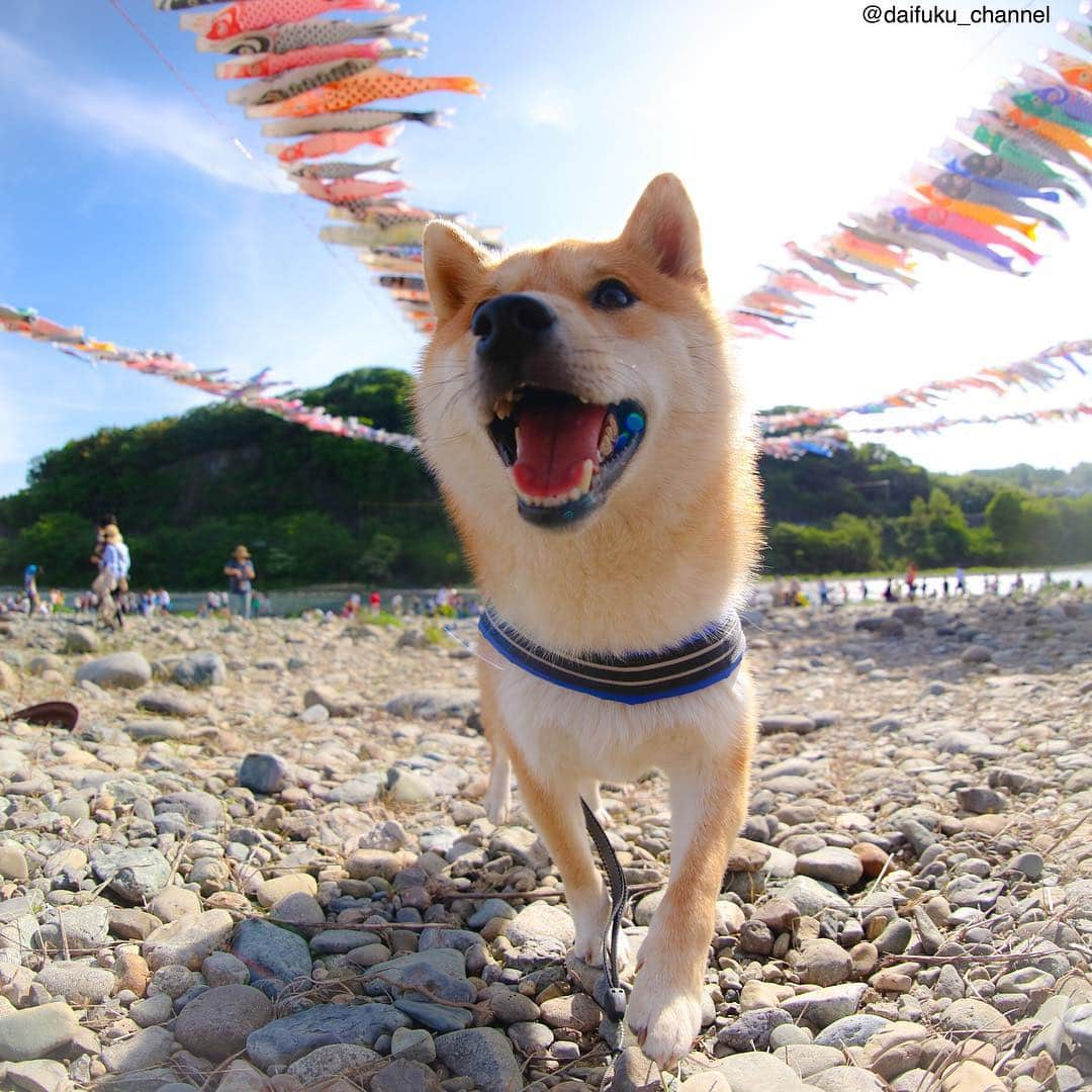 だいふくさんのインスタグラム写真 - (だいふくInstagram)「いっぱいの鯉のぼり🎏 串焼き鳥 にも見えなくない🐶 明日からお仕事頑張ってね😉 fish fish fish🐟 #鯉のぼり#こいのぼり #こどもの日 #gw」5月6日 23時22分 - daifuku_channel