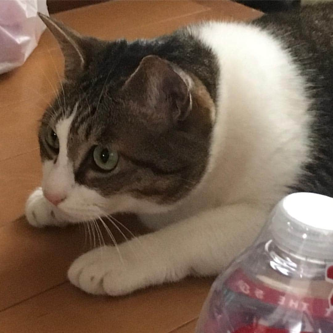 lululukululuさんのインスタグラム写真 - (lululukululuInstagram)「うちの子  kululu😸🥝 #ねこ#ネコ#猫#cat」5月6日 23時24分 - tajitajicat