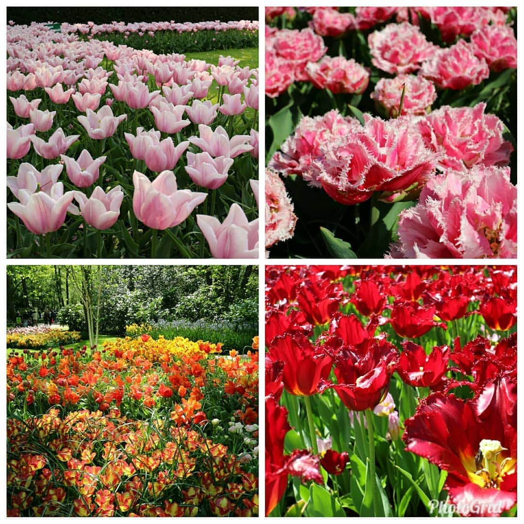 丹野みどりさんのインスタグラム写真 - (丹野みどりInstagram)「#オランダ#チューリップ#キューケンホフ公園#風車#flowerstagram#tulip」5月6日 14時36分 - midorimarron