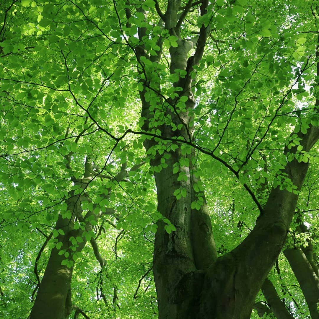丹野みどりさんのインスタグラム写真 - (丹野みどりInstagram)「#オランダ#キューケンホフ公園#park#green#relax#nature」5月6日 14時45分 - midorimarron