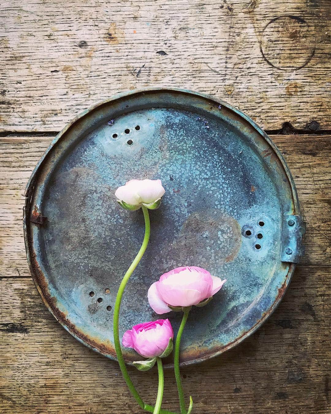 Tea and sittingのインスタグラム：「Hope you all had a good weekend and survive the Bank Holiday Monday madness...💞🌿」