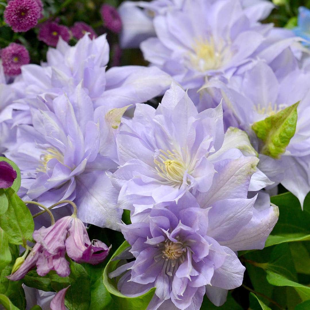 AOYAMA_HANAMOさんのインスタグラム写真 - (AOYAMA_HANAMOInstagram)「クレマチス「ベルオブウォーキング」。咲き始めは淡いピンク色、咲き進むとラベンダー色に変化します。青山花茂のスタッフからも「美しい！」と評判なのです。 切り花と鉢物のご用意がございます。 - - - #flower #flowers #flowershop #florist #tokyo #aoyama #webstagram #flowerstagram #instagood #followme #花 #花屋 #フラワー #マクロ萌え部 #ザ花部 #花のある暮らし #花のある生活 #花育 #東京 #青山 #表参道 #クレマチス #花鉢 #clematis #flowerpot #母の日 #母の日ギフト#mothersday #gift」5月6日 15時01分 - aoyama_hanamo