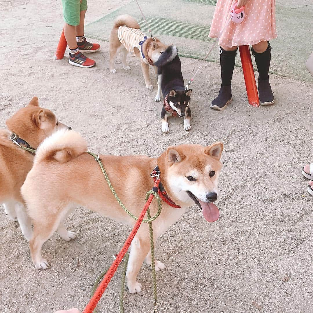 柴犬Mamesuke・Korosuke??大阪さんのインスタグラム写真 - (柴犬Mamesuke・Korosuke??大阪Instagram)「🐱🐻🌷 🐾----*----*----*----*🐾 昨日は近所の公園で、可愛いパピー柴ちゃんに会えたよ😍 こまちちゃん♡すみれちゃん♡ ( @mameshiba.komachi.sumire ) こんなに可愛くて小さいジョシーバちゃんに対して、ずーっと威嚇を続けてた豆介兄ちゃん😥 カッコ悪いよ〜😫 🐾----*----*----*----*🐾 #MameKoro #豆コロ #West_dog_japan #豆柴 #柴犬 #赤柴 #豆介 #コロ介 #shibagram #shibastagram #shibainu #shiba #shibadog #🐕📷」5月6日 15時24分 - mame_suke_i