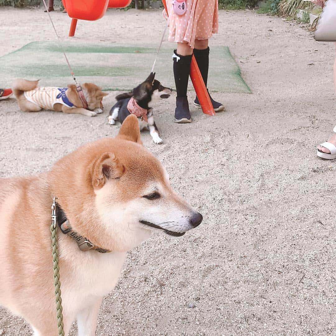 柴犬Mamesuke・Korosuke??大阪さんのインスタグラム写真 - (柴犬Mamesuke・Korosuke??大阪Instagram)「🐱🐻🌷 🐾----*----*----*----*🐾 昨日は近所の公園で、可愛いパピー柴ちゃんに会えたよ😍 こまちちゃん♡すみれちゃん♡ ( @mameshiba.komachi.sumire ) こんなに可愛くて小さいジョシーバちゃんに対して、ずーっと威嚇を続けてた豆介兄ちゃん😥 カッコ悪いよ〜😫 🐾----*----*----*----*🐾 #MameKoro #豆コロ #West_dog_japan #豆柴 #柴犬 #赤柴 #豆介 #コロ介 #shibagram #shibastagram #shibainu #shiba #shibadog #🐕📷」5月6日 15時24分 - mame_suke_i