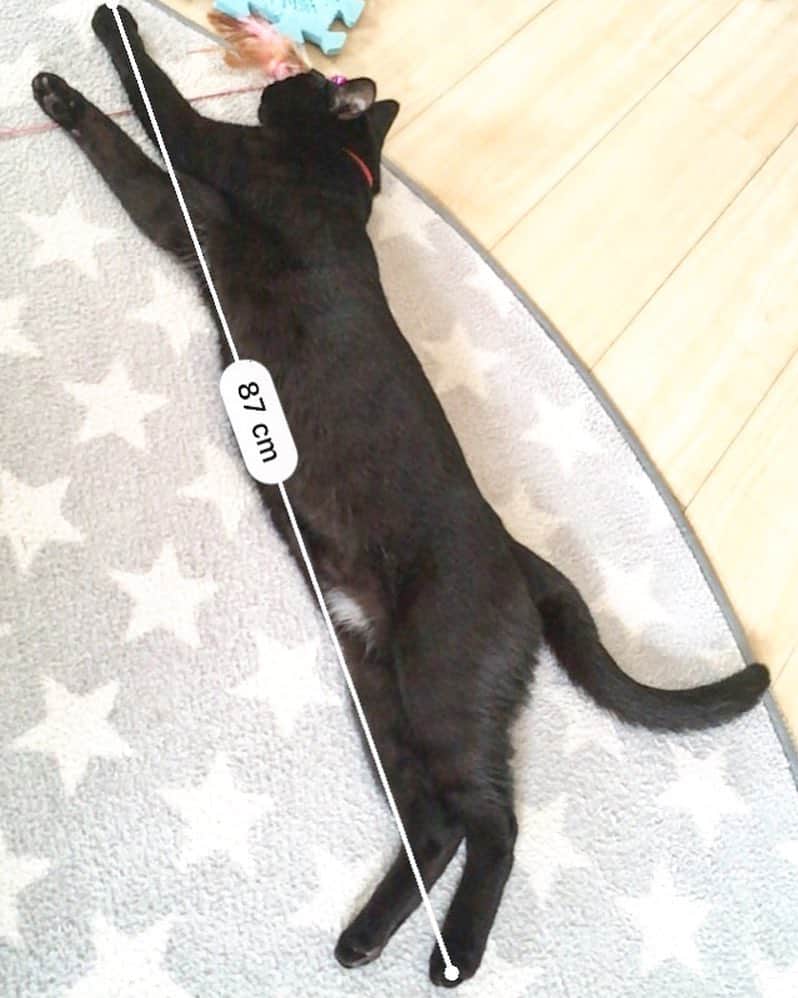 しおやてるこさんのインスタグラム写真 - (しおやてるこInstagram)「くろすけ生後10か月。長いなー #黒猫」5月6日 15時37分 - shiochin1129