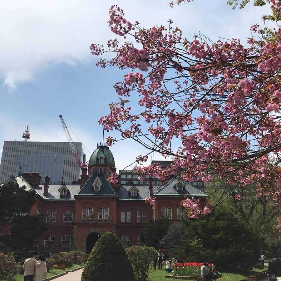 佐藤彩さんのインスタグラム写真 - (佐藤彩Instagram)「札幌市内、八重桜も咲き始めました🌸 道庁の前庭、土曜日のココカラーのインスタ @hbc_cococolor で見たところ、まだそこまでは咲いていないようでしたが…昨日今日と気温が上がったので、花開いたようです😊  そして、昨日は札幌のライラック開花✨ 平年より12日も早いようですね。 大通2、3丁目をちらっと見てきたら、けっこう咲いているものもありました！ 白いものはより花開いていて、ライラック特有の甘い香りが漂っていましたよ😊 ベンチの上にライラックがある場所もあるので、甘い香りのなかでうたた寝したら気持ち良さそう…なんて思ってしまいました☺️ 大通公園のライラック祭りは5月15日から！ こちらも楽しみです😊  #道庁前庭 #八重桜 #ライラック #開花 #大通公園 #佐藤彩」5月6日 15時46分 - hbc_ayasato
