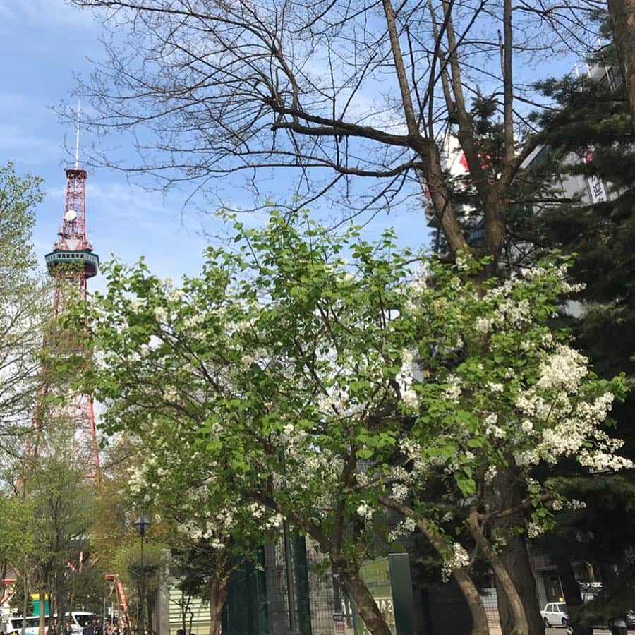 佐藤彩さんのインスタグラム写真 - (佐藤彩Instagram)「札幌市内、八重桜も咲き始めました🌸 道庁の前庭、土曜日のココカラーのインスタ @hbc_cococolor で見たところ、まだそこまでは咲いていないようでしたが…昨日今日と気温が上がったので、花開いたようです😊  そして、昨日は札幌のライラック開花✨ 平年より12日も早いようですね。 大通2、3丁目をちらっと見てきたら、けっこう咲いているものもありました！ 白いものはより花開いていて、ライラック特有の甘い香りが漂っていましたよ😊 ベンチの上にライラックがある場所もあるので、甘い香りのなかでうたた寝したら気持ち良さそう…なんて思ってしまいました☺️ 大通公園のライラック祭りは5月15日から！ こちらも楽しみです😊  #道庁前庭 #八重桜 #ライラック #開花 #大通公園 #佐藤彩」5月6日 15時46分 - hbc_ayasato