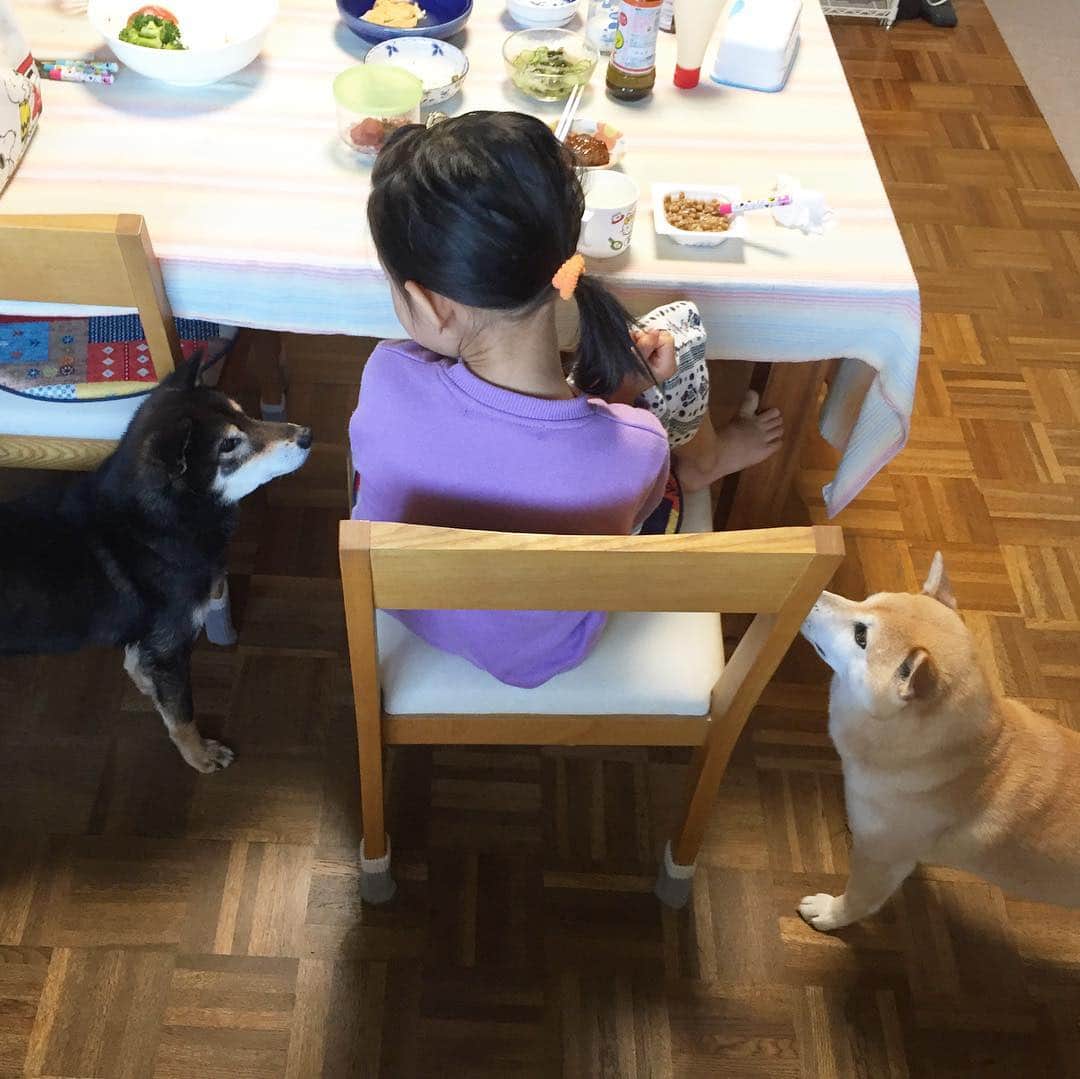 がんちゃんのインスタグラム