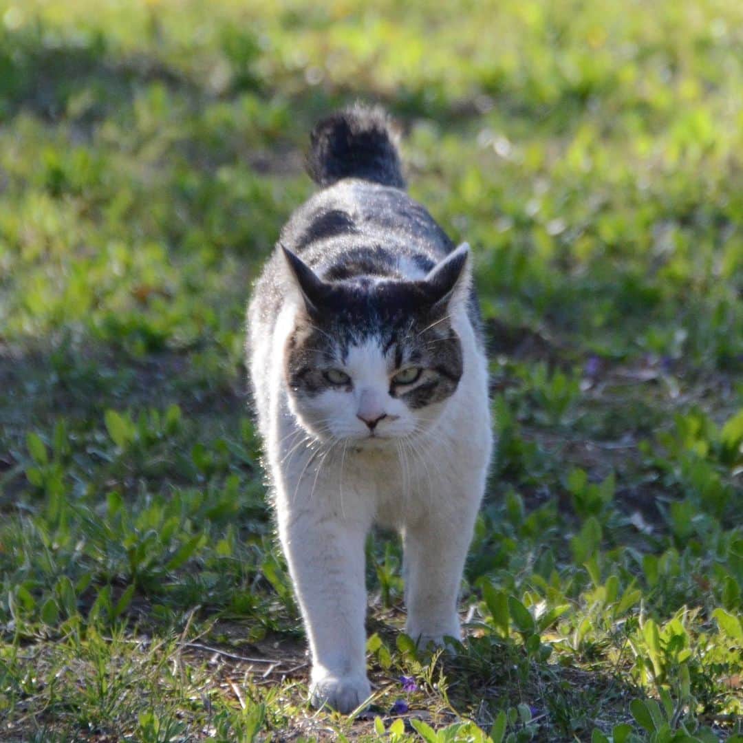 やふさんのインスタグラム写真 - (やふInstagram)「なんかちょっとカッコいい（京太のくせに） . #cat #neko #catlovers #catsofinstagram #catstagram #instacat #猫 #ねこ #ネコ #保護猫 #京太」5月6日 15時57分 - kyafy
