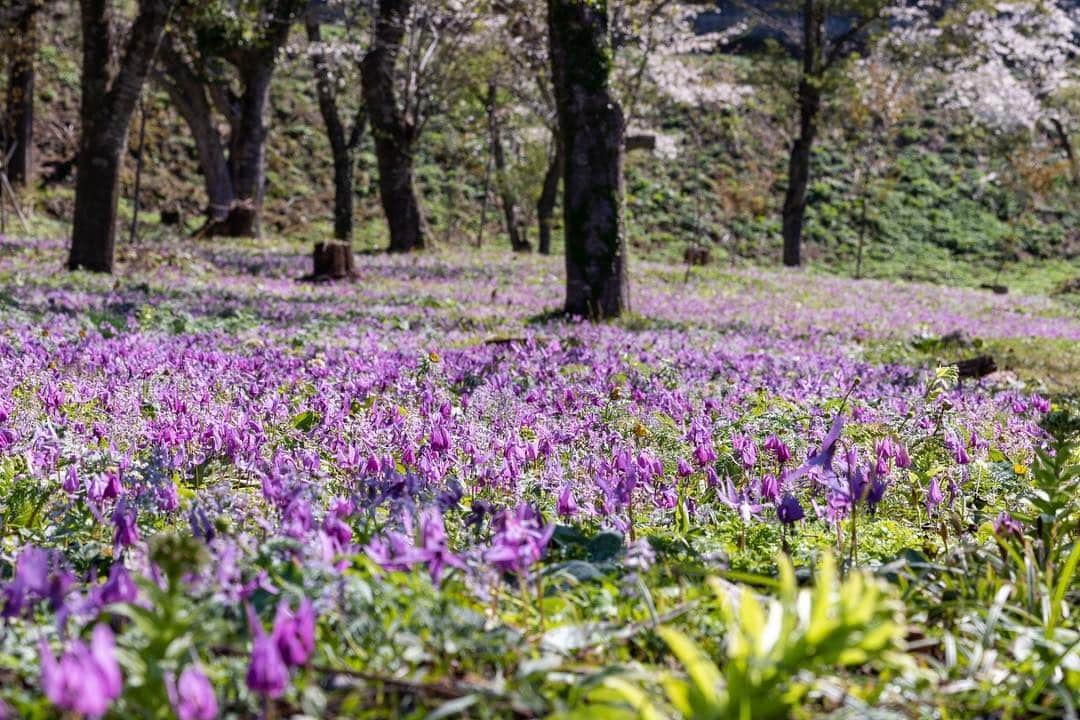 山人さんのインスタグラム写真 - (山人Instagram)「無地内の桜とカタクリが満開です。上には桜の淡いピンク、下にはカタクリの濃いピンク。  #西和賀の桜は只今満開です #日本一の東北へ #旅に出よう #散步 #西和賀 #日本 #旅行 #iwate #東北 #ryokan #酒店 #溫泉 #ourtown #ガイドブックには載っていない #内緒にしたい #featofnature #nature #日本旅遊 #温泉 #explore #japan #山人 #観光 #冒険 #アドベンチャー #岩手 #yamado #ヒーリングリゾート」5月6日 16時21分 - yamado.official