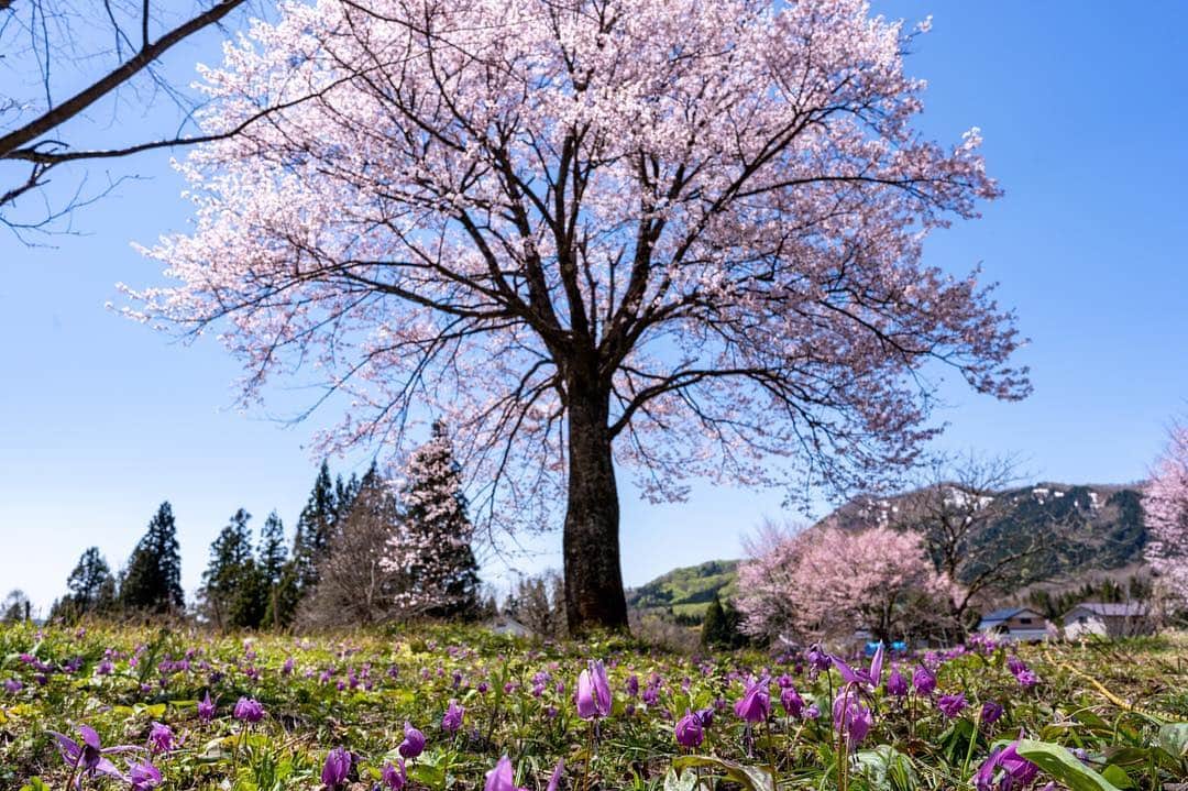 山人さんのインスタグラム写真 - (山人Instagram)「無地内の桜とカタクリが満開です。上には桜の淡いピンク、下にはカタクリの濃いピンク。  #西和賀の桜は只今満開です #日本一の東北へ #旅に出よう #散步 #西和賀 #日本 #旅行 #iwate #東北 #ryokan #酒店 #溫泉 #ourtown #ガイドブックには載っていない #内緒にしたい #featofnature #nature #日本旅遊 #温泉 #explore #japan #山人 #観光 #冒険 #アドベンチャー #岩手 #yamado #ヒーリングリゾート」5月6日 16時21分 - yamado.official