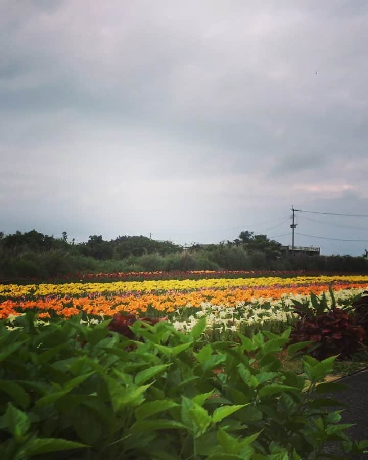のインスタグラム：「#えらぶゆりの花 #沖永良部島 #広島、三次から来てくれた仲間達 #遥々ありがとう #釣り #大漁 #サンプランニングさんありがとう #Lapirafu #自然の恵みをありがたくいただきました #なぜか倉庫でBBQとセッション大会 #楽しすぎた #えらぶキッチンさんありがとう #美味しかった」