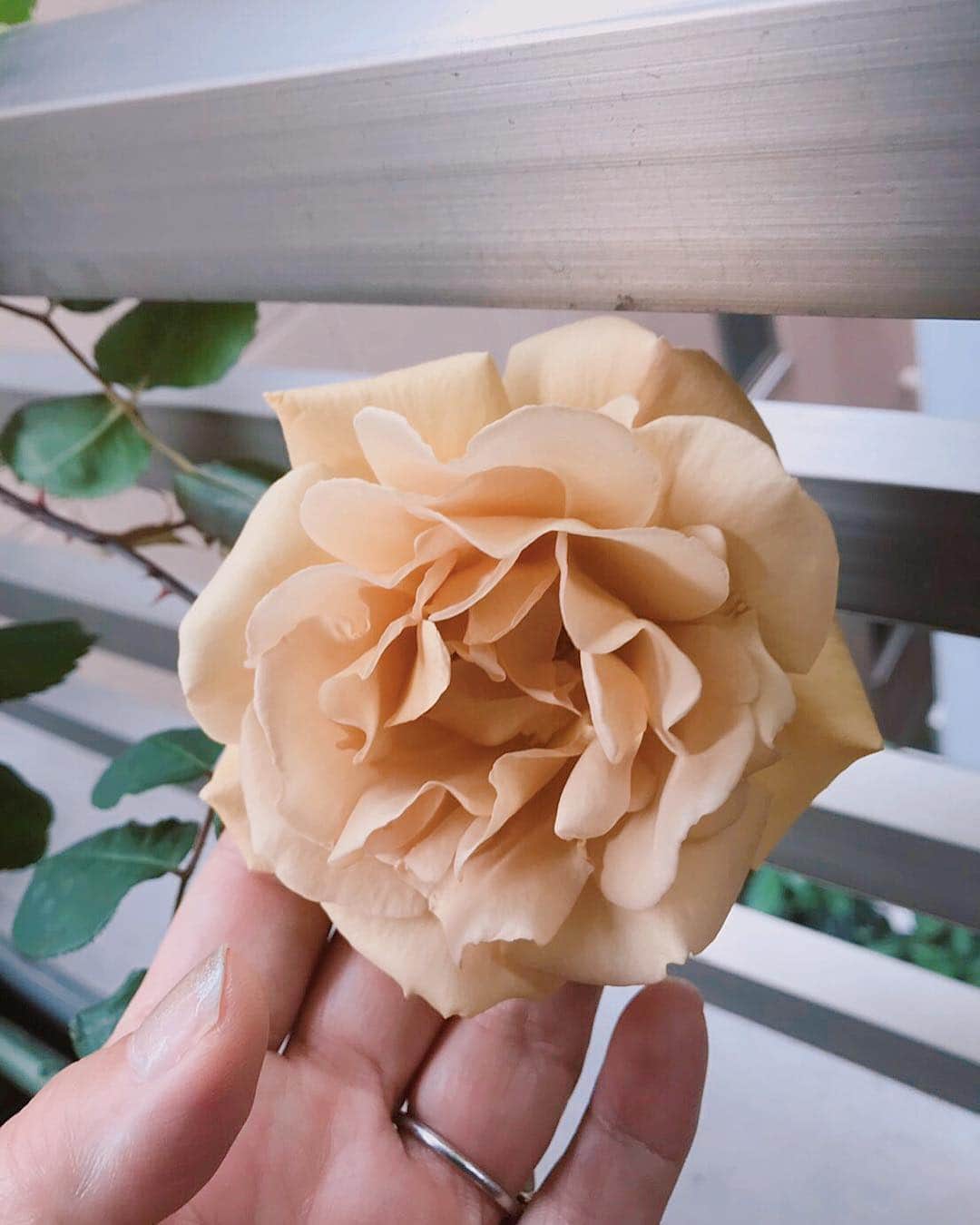 キャシー中島さんのインスタグラム写真 - (キャシー中島Instagram)「1日早いけど、通常の生活になりました。 三茶教室でレッスン、チャリティーのテーブルマットスタートです。 * 我が家の小さなベランダのバラが咲きました！ バタースコッチというバラです」5月6日 16時53分 - official_kathynakajima