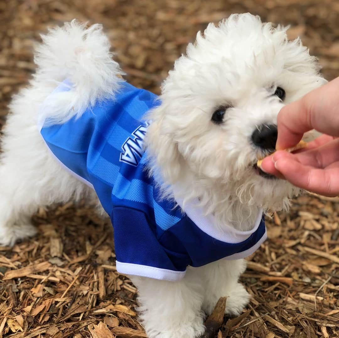 宇内梨沙さんのインスタグラム写真 - (宇内梨沙Instagram)「週末、🐶のもとへ✨  １日、もはや半日でも休みが あろうものなら会いに帰ります。  私のこと忘れて欲しくないのです🥺  この前購入したベイスターズの ユニフォーム着せました。可愛すぎ☺️ . ほかの🐶ちゃんと遊ぶのが 大好きなのでドッグランへ🏃‍♂️ . 果敢に挑むも返り討ちに されるのがうちの子のパターン👀  ドッグランだと 自由に過ごせるから楽しそうです。 . 🐶度高めのインスタになりつつありますが… 🐶好きの方はお付き合いくださいませ🙇‍♀️笑  １０連休最終日 さすがにゆっくり過ごされてる方が 多いんでしょうか？  素敵な１日お過ごしください〜✨ . 夜はNEWS23みてね〜✨ . #ビションフリーゼ #生後もうすぐ4ヶ月 #すっくすく育つよ〜 #ぽんぽこお腹も可愛いよ〜 #強気なのに甘えん坊で #我が家のまさにお姫様〜」5月6日 16時52分 - risaunai